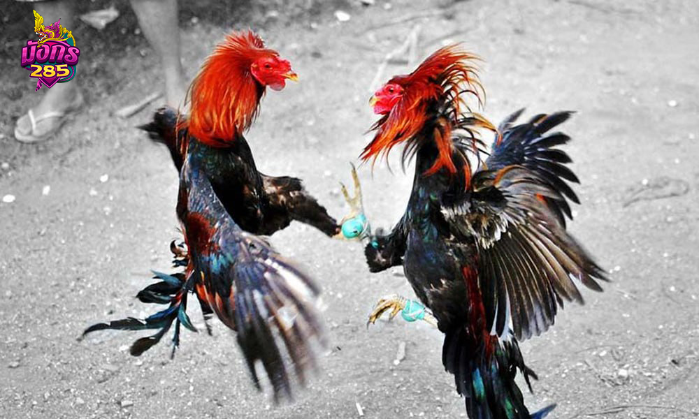วิธีเริ่มต้นเดิมพันไก่ชนออนไลน์อย่างปลอดภัย
