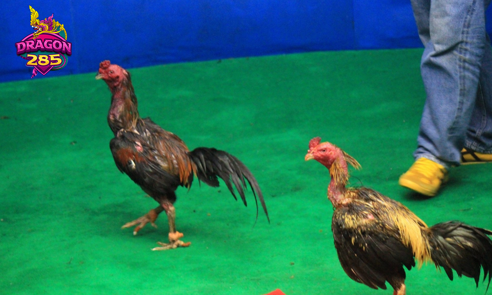 ไก่ชนออนไลน์เล่นยังไง? สอนทุกขั้นตอนแบบละเอียด